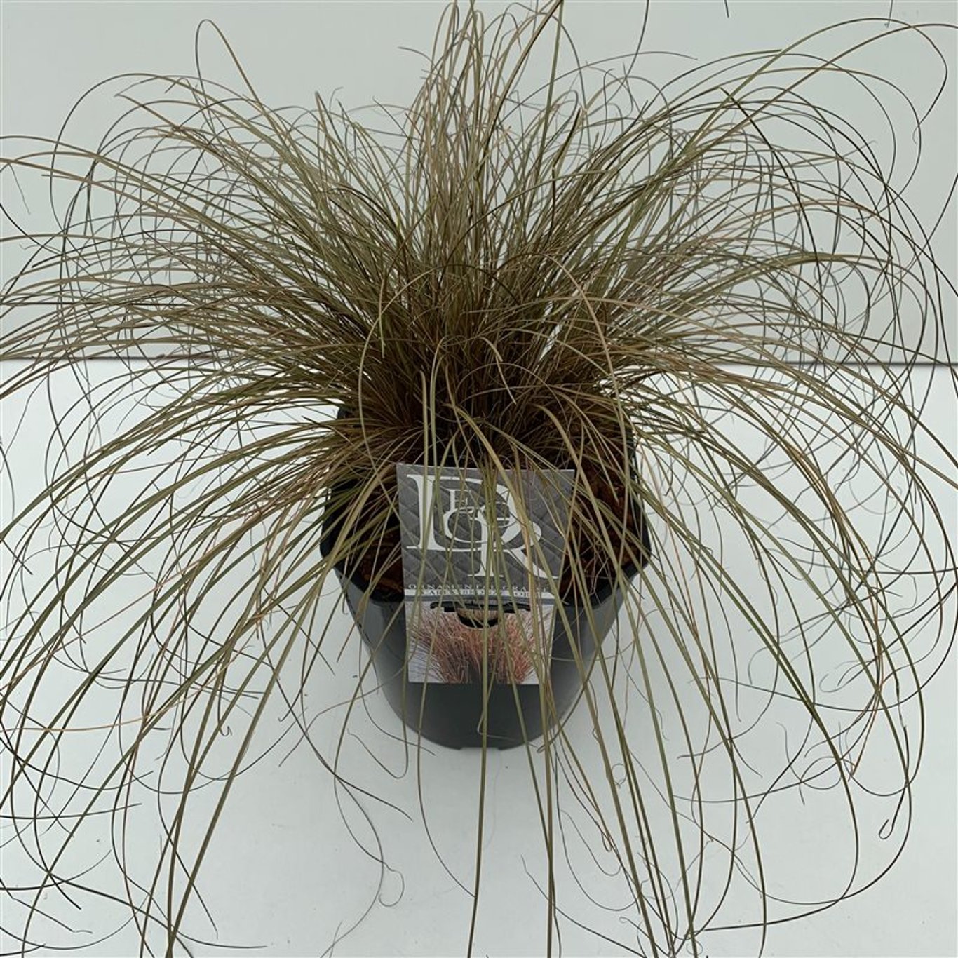 Starr – Carex comans 'Bronze Form' - C5